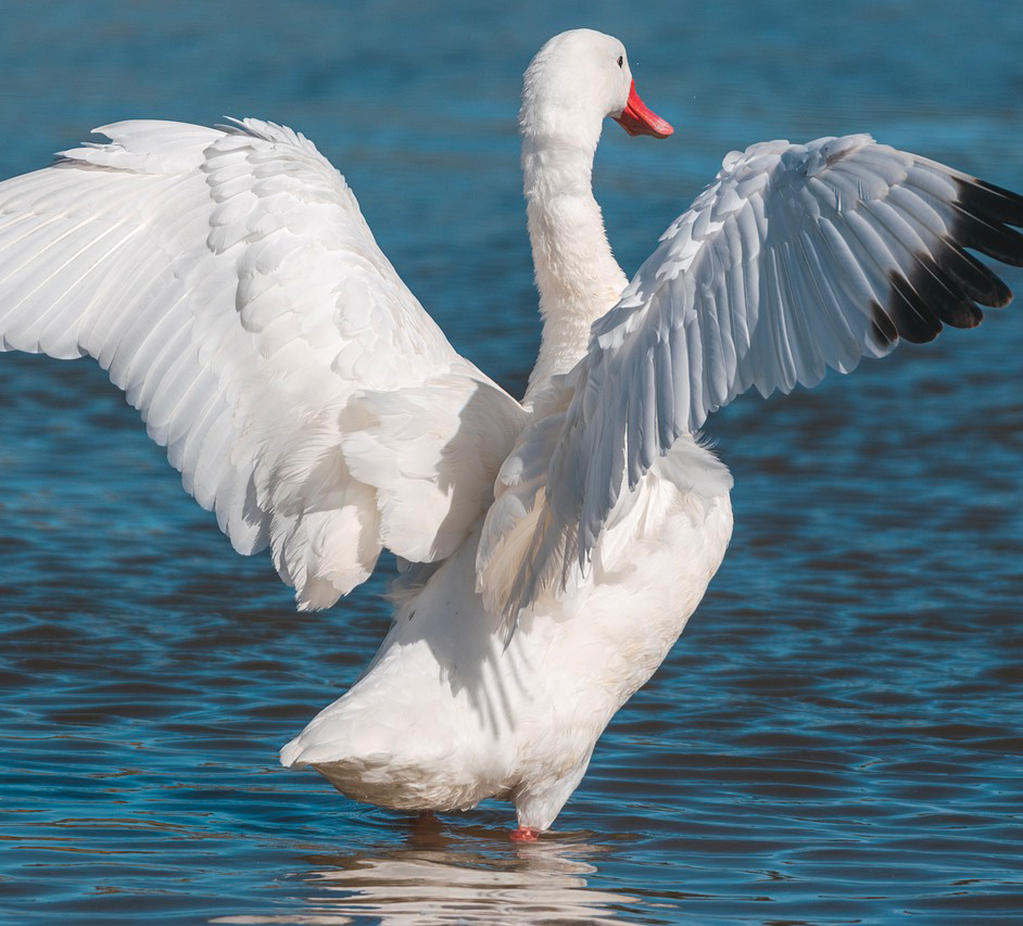 Ein Schwan versucht aus dem Wasser heraus zu fliegen. Angebot: Symbolisch drückt das Bild aus, sich aus Schwierigkeiten zu lösen, indem man eine Vogelperspektive einnimmt.